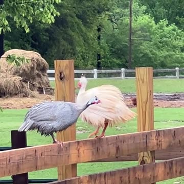 Guineas got soaked. Guineas don't care!!!