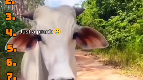 best moments medazelli