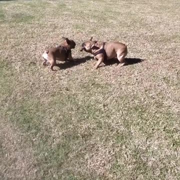 Day at the park with my Frechies