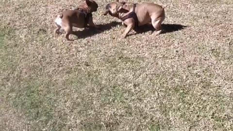 Day at the park with my Frechies