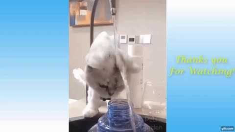 Funny Animals | PetHilarity