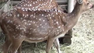 deer
