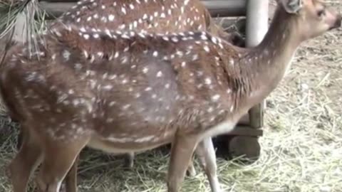 deer