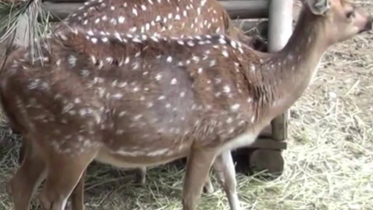deer