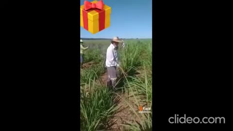 os melhores peidos 1