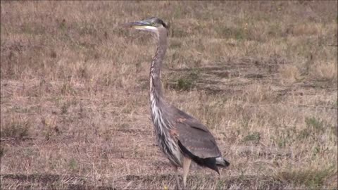 Blue Heron Pacific Northwest USA