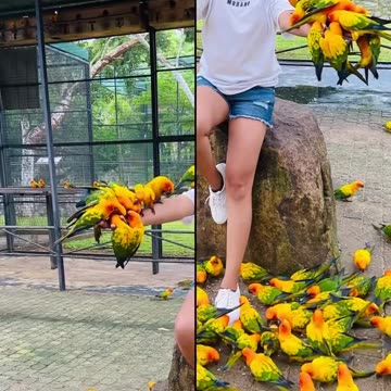 Birds Park – A Hidden Gem in Hambantota, Sri Lanka! 🐦🌿