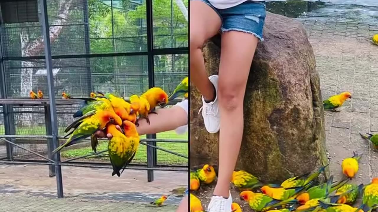 Birds Park – A Hidden Gem in Hambantota, Sri Lanka! 🐦🌿