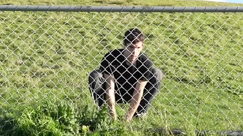How Animals Get Over The Fence