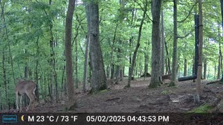 The Woods – 05/03/2025