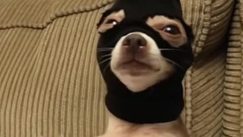 "A dog with a knife is threatening you."