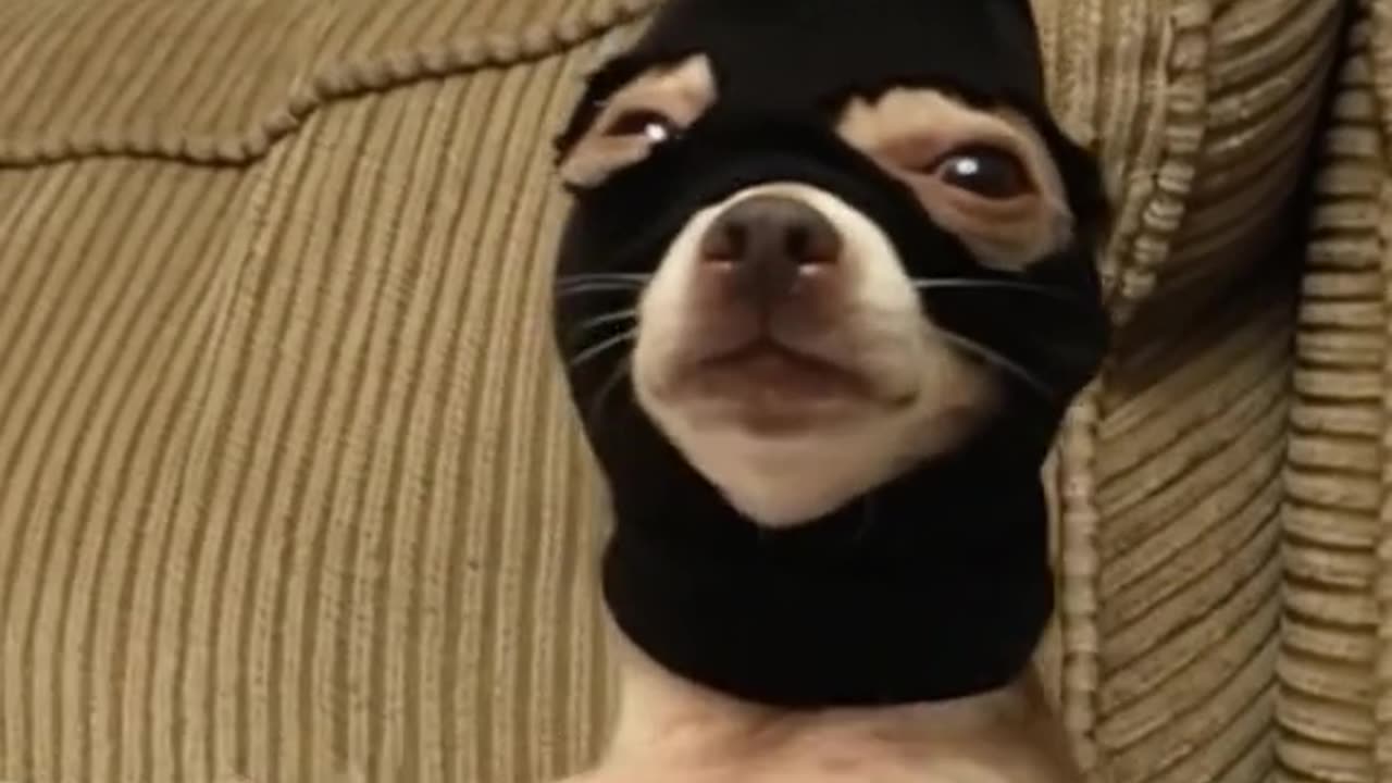 "A dog with a knife is threatening you."