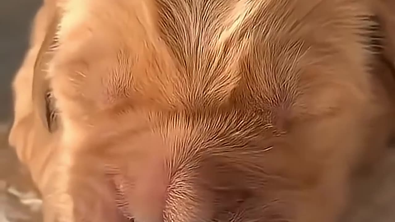 Golden Retriever Puppies That’ll Heal Your Soul