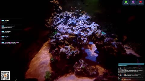 24/7 Real Live Reef Stream