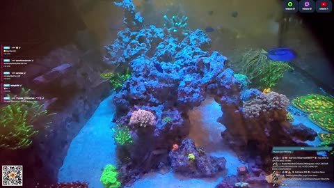 24/7 Real Live Reef Stream