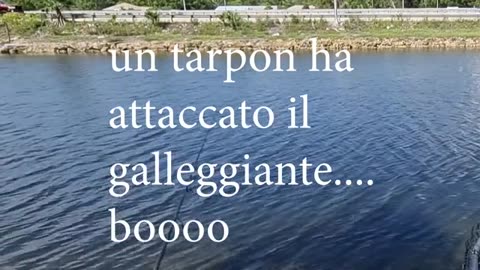 esca leggera con verme, red worm, per recuperare esca viva, live bait,e si prova_part6