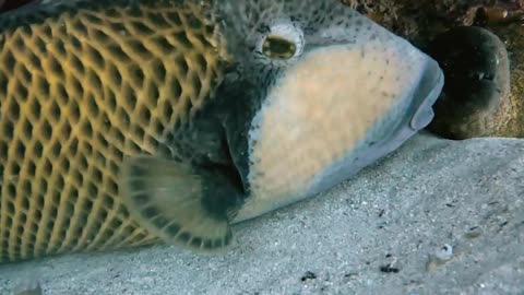 Triggerfish and a Moray Eel