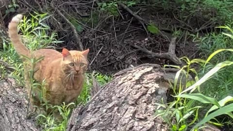 Cat in nature.