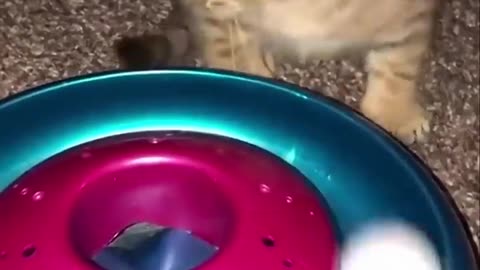 meow_kingdom