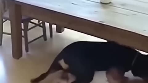 🐶❤️ Teach Your Puppy Using Body Language | Start Today