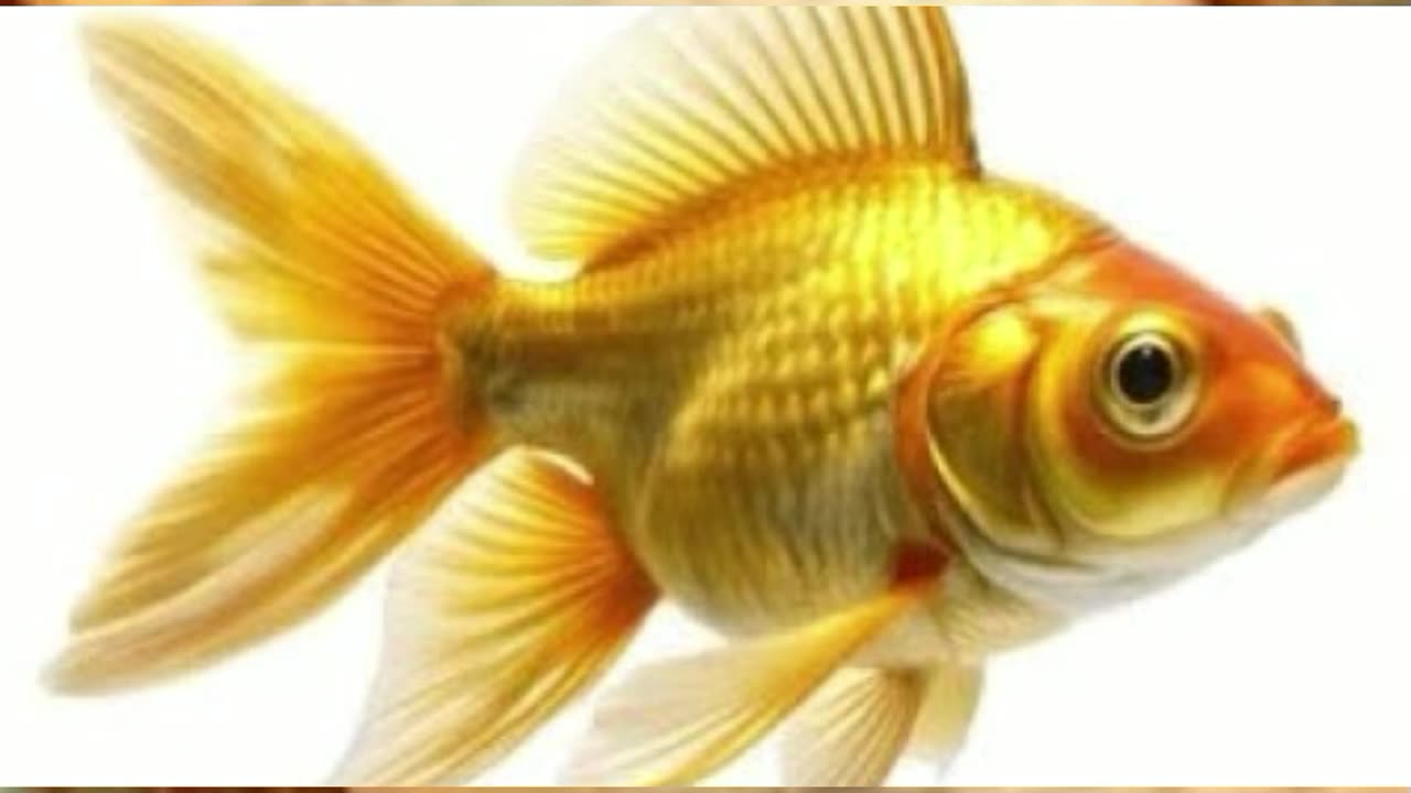 ਲੋਕ ਕਹਾਣੀ--ਸੁਨਹਿਰੀ ਮੱਛੀ