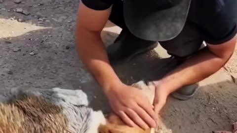 See how this dog thanks a man for feeding him💕🐕‍🦺🙏💕