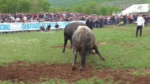 Šibonja od Marasovića vs Kačeta od Mandurića DICMO 2025