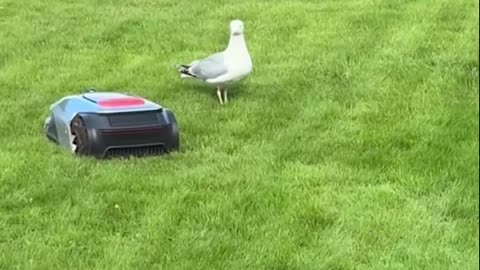 Remote-Controlled Lawnmower vs Seagull