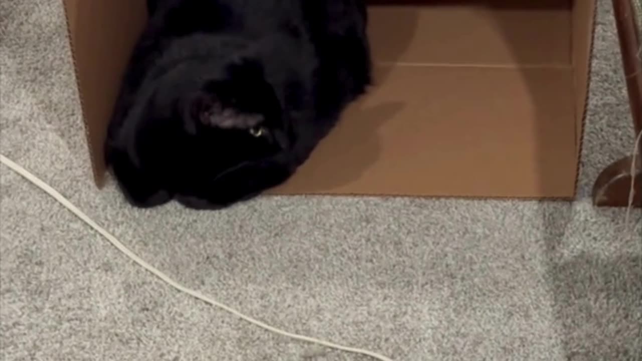 Cute Precious Piper Has a Little House - My Adopted Shelter Cat Vlog #shorts