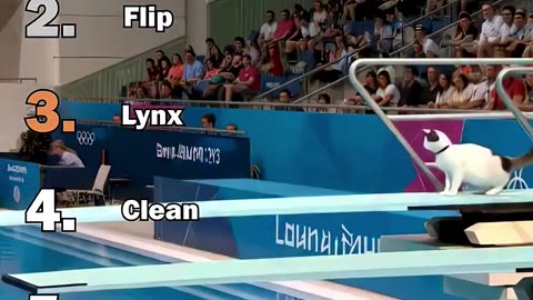 Ranking Best Ai Cats Olympic Diving Moments