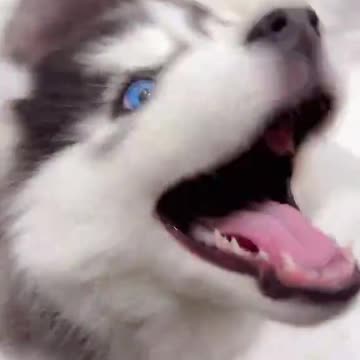 Happiness is a warm puppy. #dogs #husky #pets #Love #cutedogsoftiktok