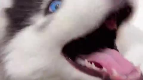 Happiness is a warm puppy. #dogs #husky #pets #Love #cutedogsoftiktok
