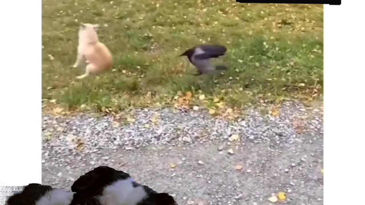 #funny dog movment