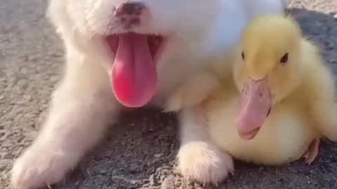 Cutest animals