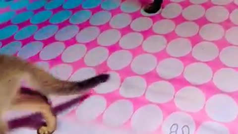 cat compilation, animal lovers, pet videos, cat tricks, cat training,