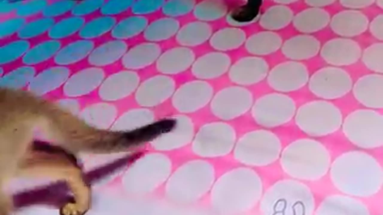 cat compilation, animal lovers, pet videos, cat tricks, cat training,