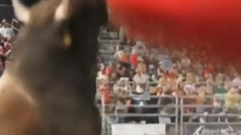 Human Bowling with a Bull? What Could Go Wrong?