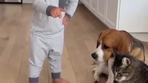 Cute Baby Playing With Animals | Adorable Baby & Pets Moments | Funny Animal Reactions”