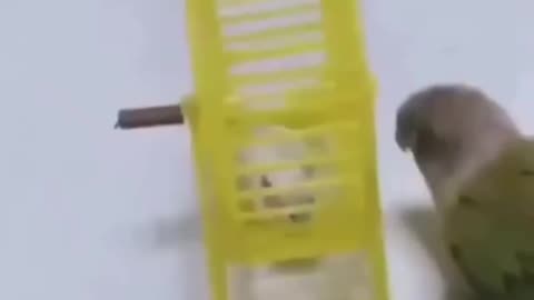 Birds Are Evil