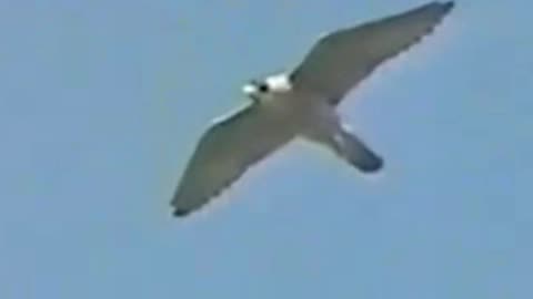 hawk