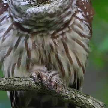 🎶 Have you ever heard an orchestra made by nature?