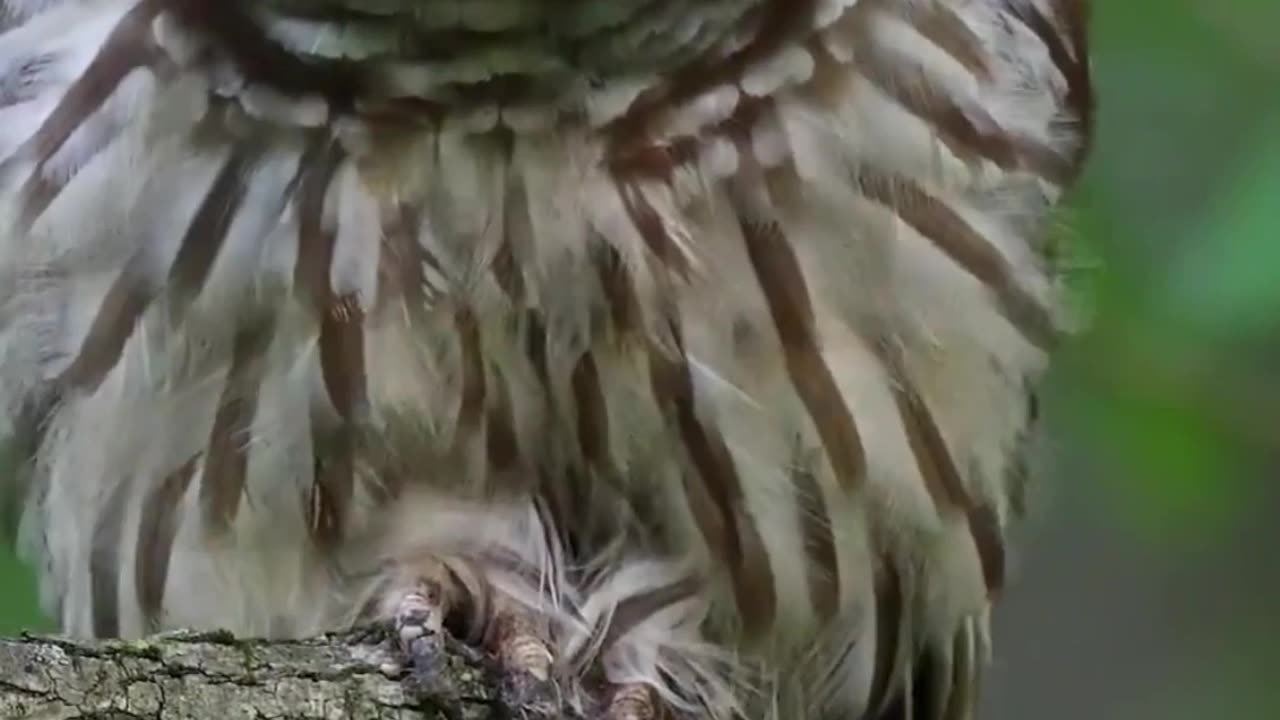🎶 Have you ever heard an orchestra made by nature?