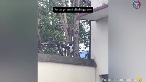 FUNNY CATS AND DOGS 2025