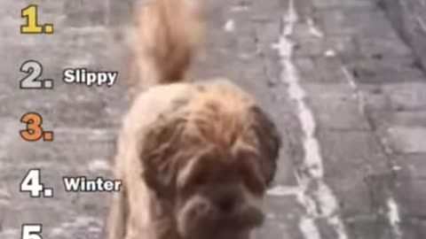 Ranking Best Dogs Sliding Moments