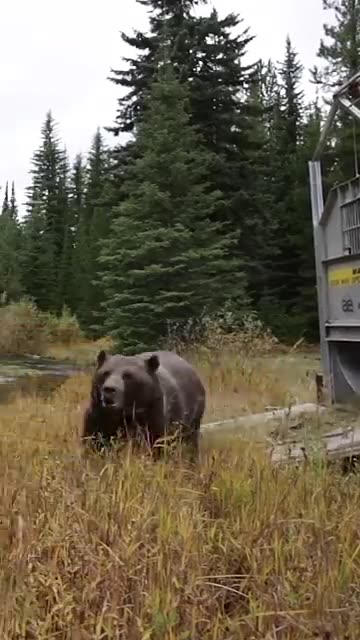 Super Funny Animal Moments 🤣 | Hilarious And CUTE Pet Videos