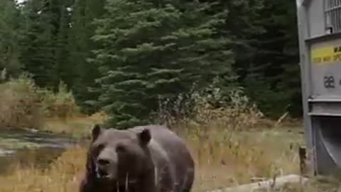 Super Funny Animal Moments 🤣 | Hilarious And CUTE Pet Videos