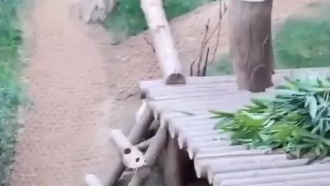 😂🐼 When You Throw a Tantrum, But It's Actually Adorable... | FunFM