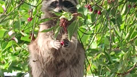 😂🦊 Funny Raccoon! | FunFM