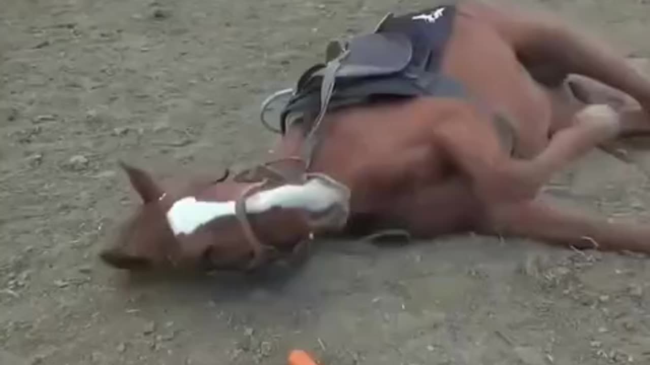 Tom.. the horse that plays dead to avoid work..