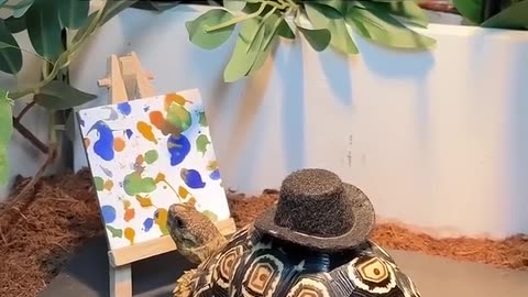 5 facts I bet you didn't know about tortoises